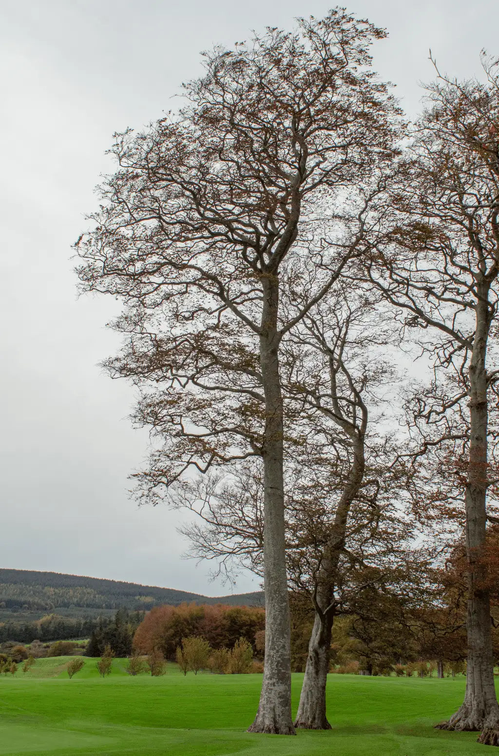 Caring for Your Lawn During Winter Months