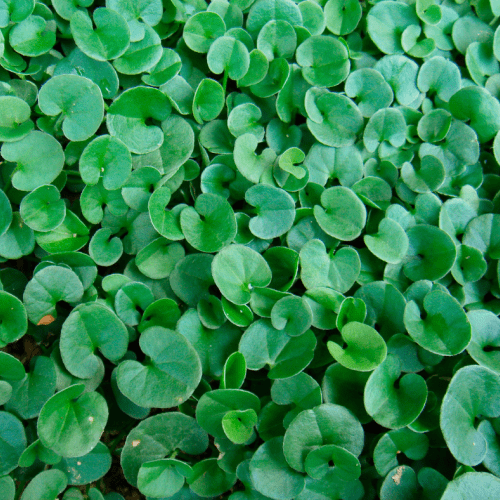 Dichondra