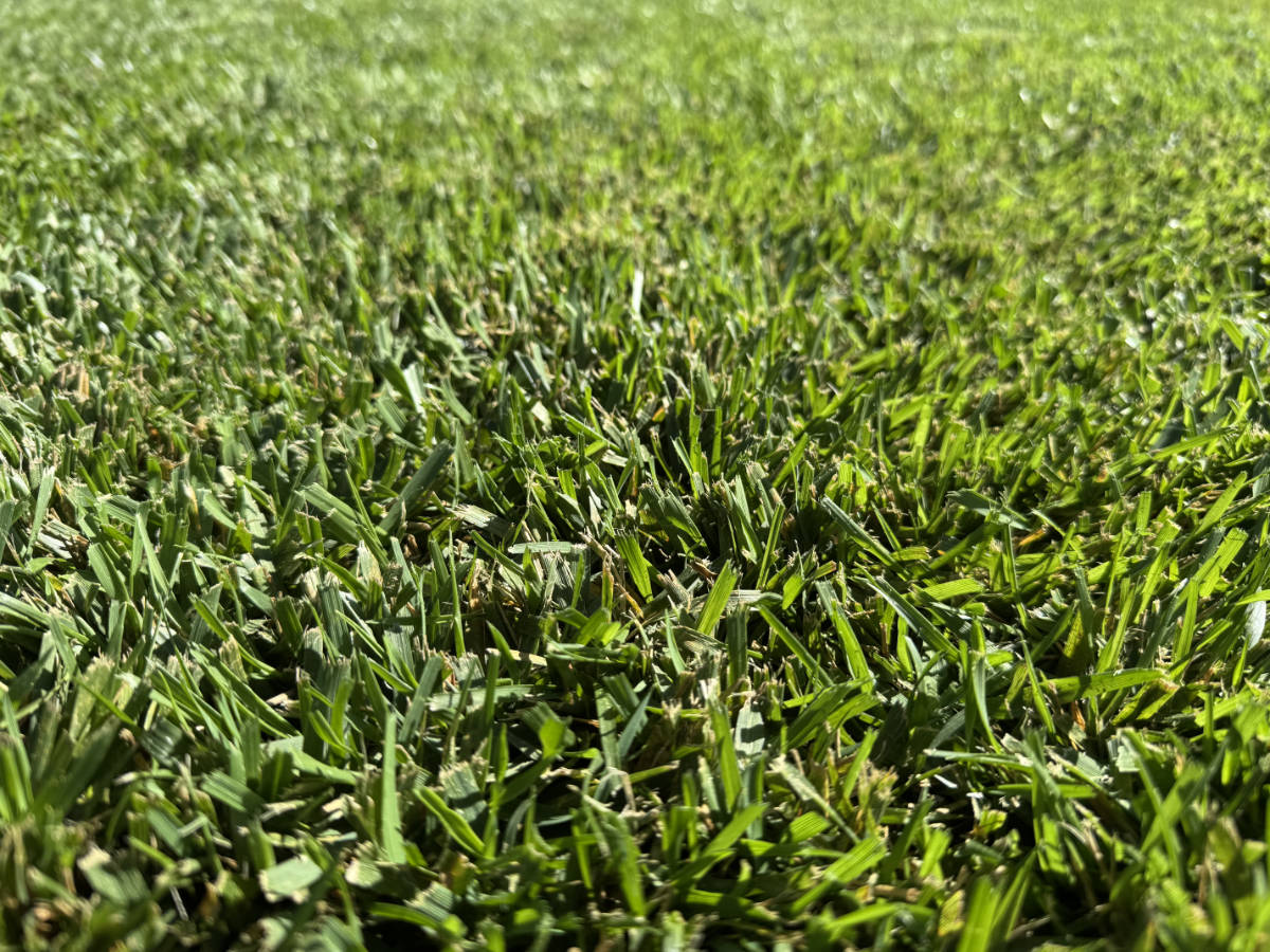 RTF Tall Fescue Turf