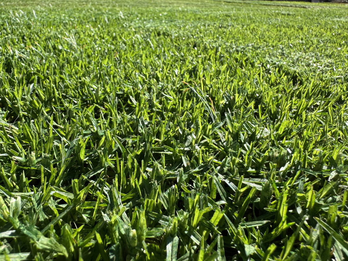 Noonan Fine Leaf Kikuyu Turf