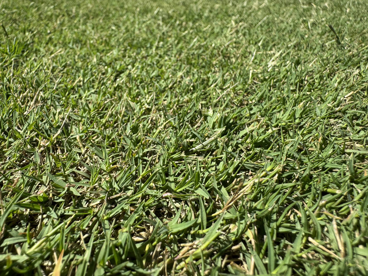 Santa Anna Couch Turf (OUT OF STOCK)