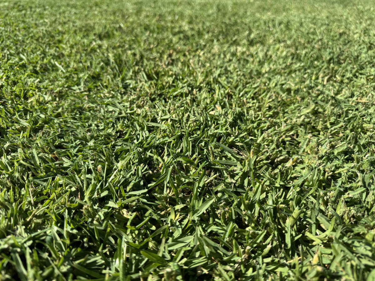 Sapphire Buffalo Turf