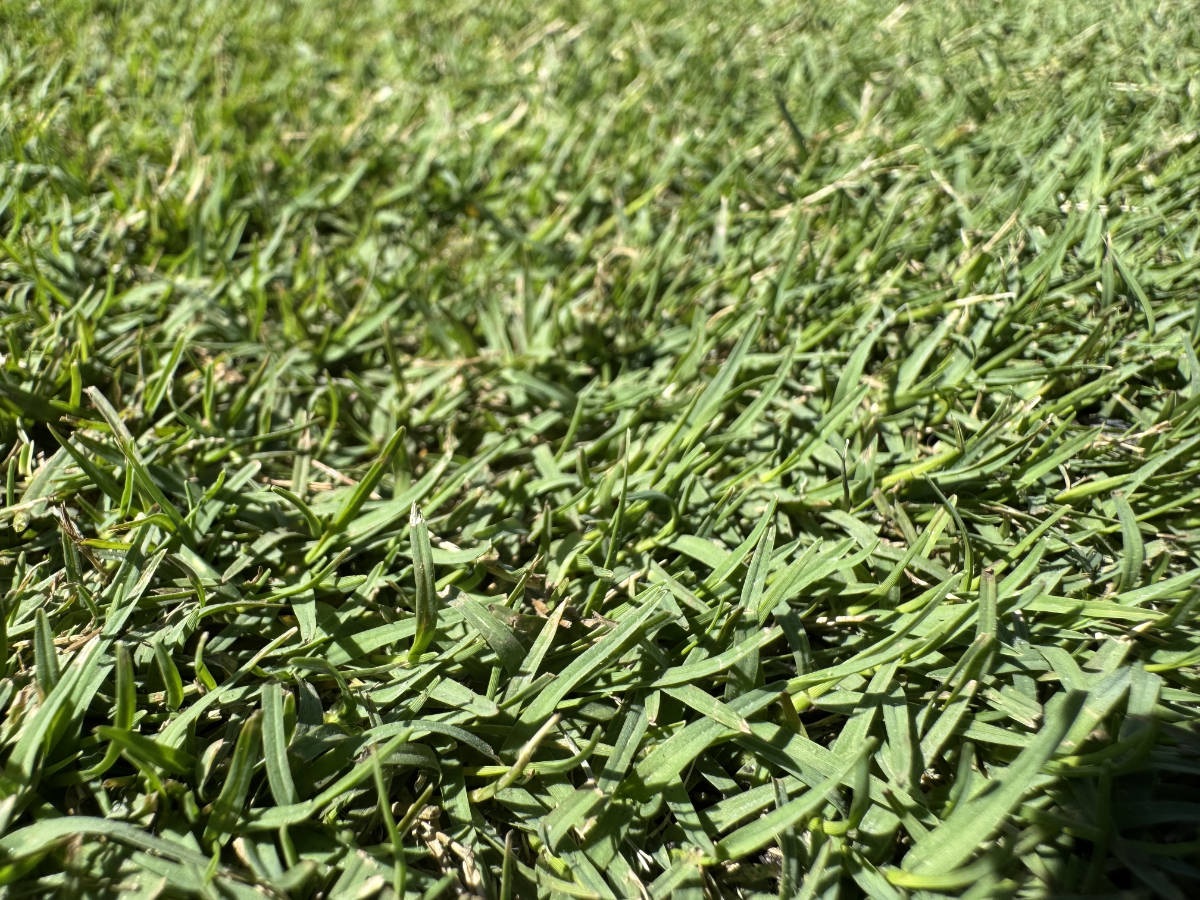 TifTuf Bermuda Turf