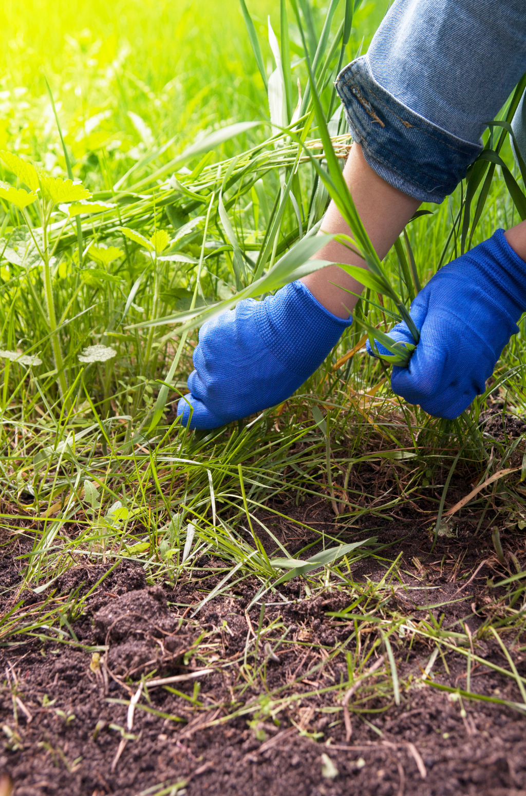 How to Identify and Effectively Remove Weeds – Akers of Lawn