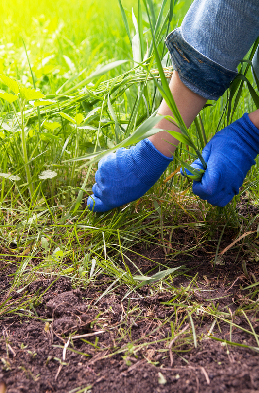 How to Identify and Effectively Remove Weeds