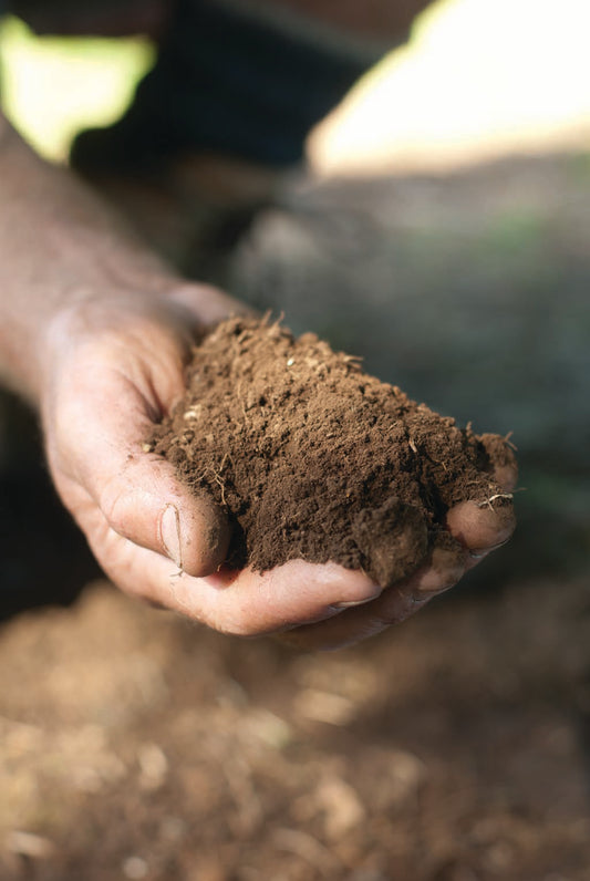 Why is Soil Health Important for My Lawn?