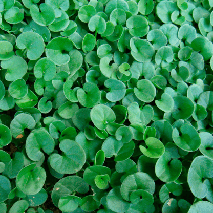 Dichondra