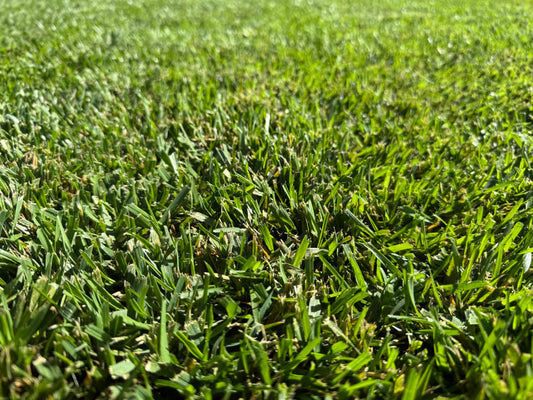 RTF Tall Fescue Turf
