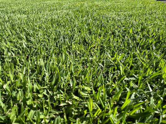 Eureka Male Sterile Kikuyu Turf