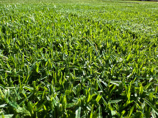Noonan Fine Leaf Kikuyu Turf