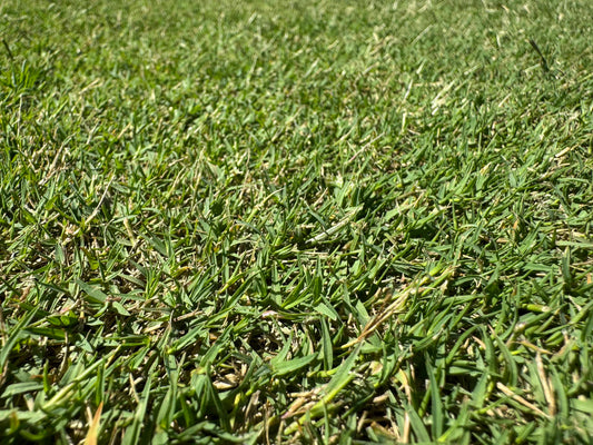 Santa Anna Couch Turf (OUT OF STOCK)