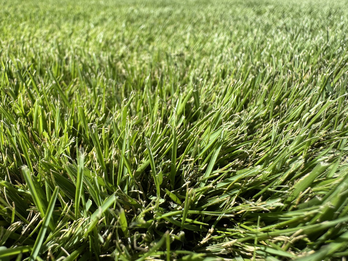 Sir Grange Zoysia Turf