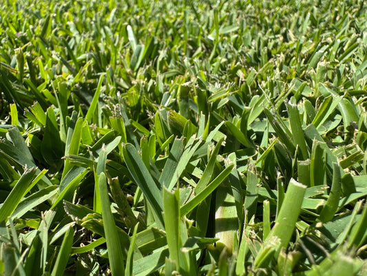 Sir Walter DNA Certified Buffalo Turf
